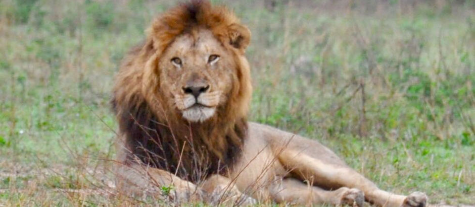 טיול בין בעלי חיים, שמורות טבע ונופים עוצרי נשימה בקרוגר פארק