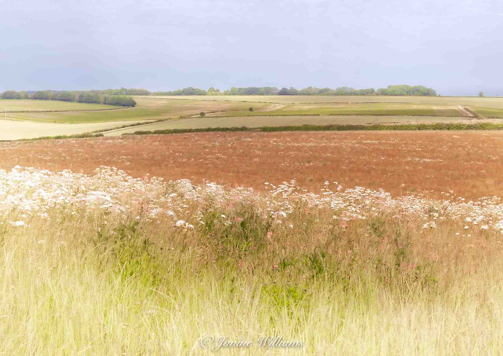 Summer's Patchwork.jpg