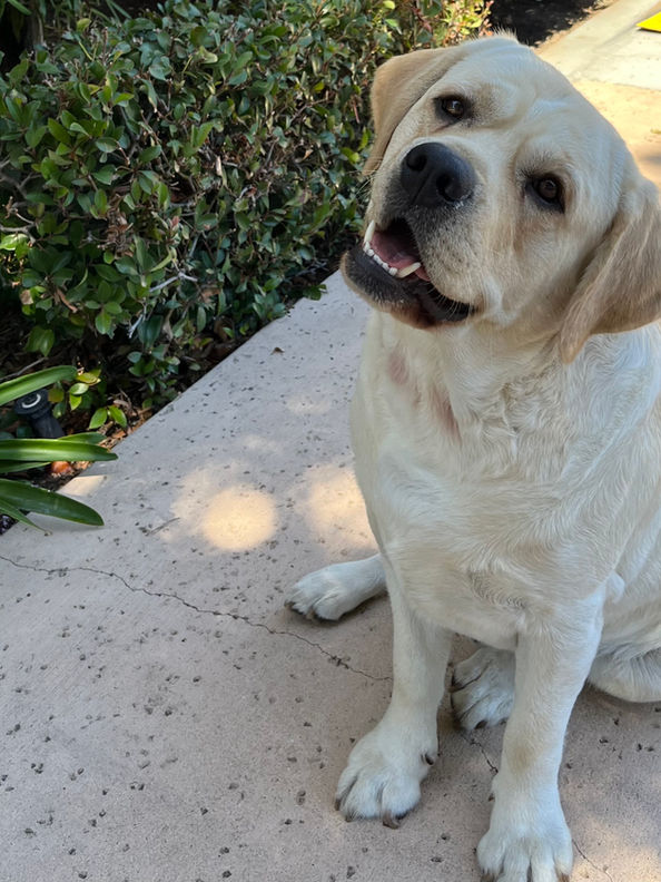 Bogey 1 Year