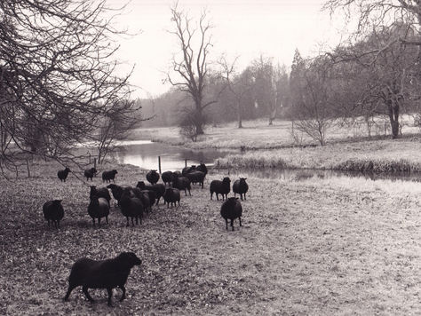 Warnford Park: black sheep, snowdrops & Mr Woods explains!