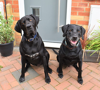 CEO and Product Tester Dogs Cooper and Ozzie