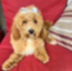 Female F1B Mini Goldendoodle $1450