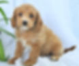 Male Cavapoo $1650