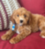 Male Cavapoo $1650