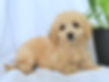Female F1b Mini Goldendoodle $1650