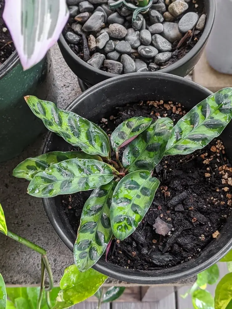Cat-Safe-Houseplants-Calathea-3