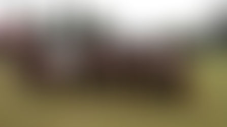 MEJOR CRIADERO DEL ECUADOR 2011-2012 CASA MONTERO