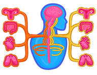 Physiology diagram of the human nervous system showing the brain, spinal cord, and neural connections to organs including hea
