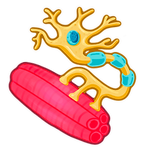 Motor neuron connecting to skeletal muscle fibers at the neuromuscular junction