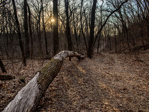 Trail 7 and Trail 4 - Indiana Dunes State Park