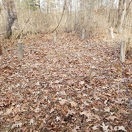 McCarty Family Cemetery at Cedar Grove