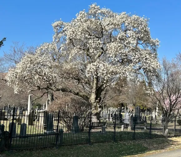 Flowering pear trees stand within the Baptist Cemetery in Alexandria.