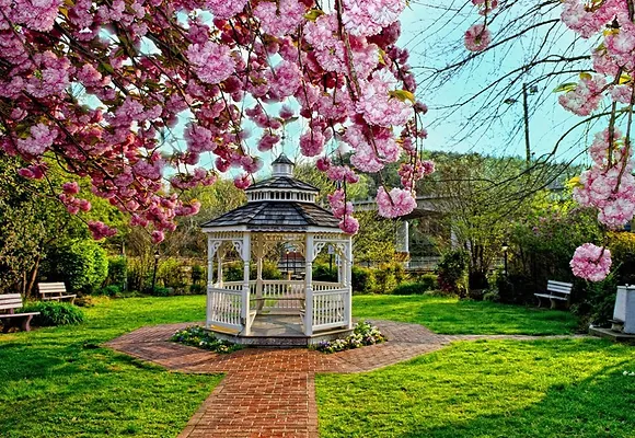 A Japanese cherry tree in full spring bloom stands in front of the gazebo at Mamie Davis Park in Occoquan, Virginia.