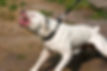 - Dog Attacks -