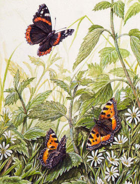 Small Tortoisehells and Red Admiral