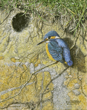 Female Kingfisher at Home