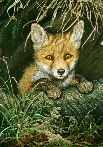 Tentative Look Out ~ Fox Cub