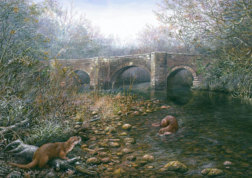 A Winters Morning ~ Otters
