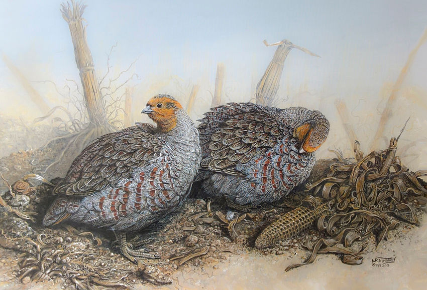 Preening Session ~ Grey Partridge
