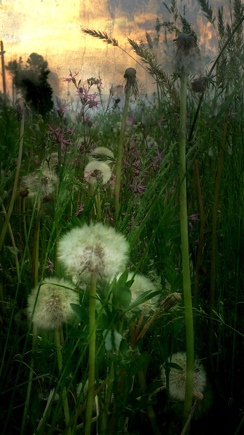 Dusk Dandelions
