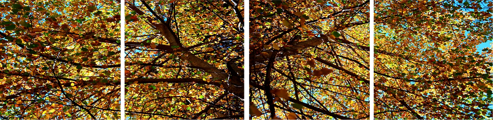 0.MULTICOLORED LEAVES 4