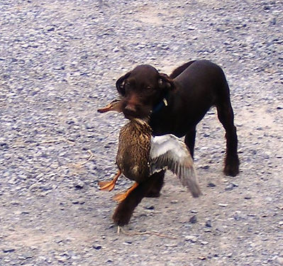 ozzyfirstduckretrieve.JPG