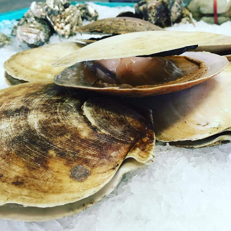 (ShellFish Category) Live Hotate Scallops.JPG