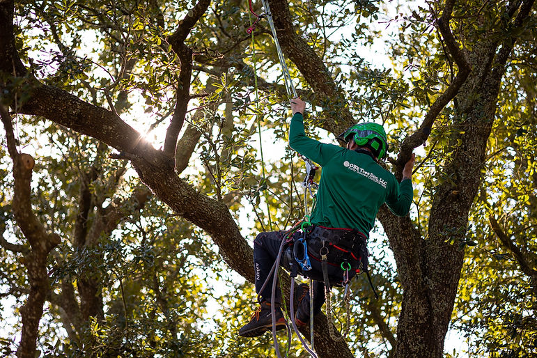 OBX Tree Doc Full-66.jpg