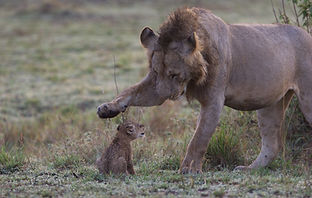 male lion, cub, paw, www.davesimpsonsafaris.com, safari, camping, Kenya