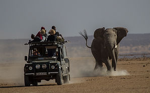 elephant, charge, www.davesimpsonsafaris.com, safari, camping, Amboseli, Kenya