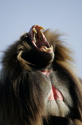 www.davesimpsonsafaris.com, Ethiopia, Simien, Simien mountains, Gelada, baboon, lion male, endemic