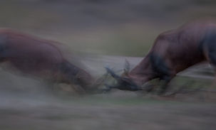 Topi Fight, Maasai Mara, www.davesimpsonsafaris.com, Kenya, camping, safari, great, fun, private, exclusive.
