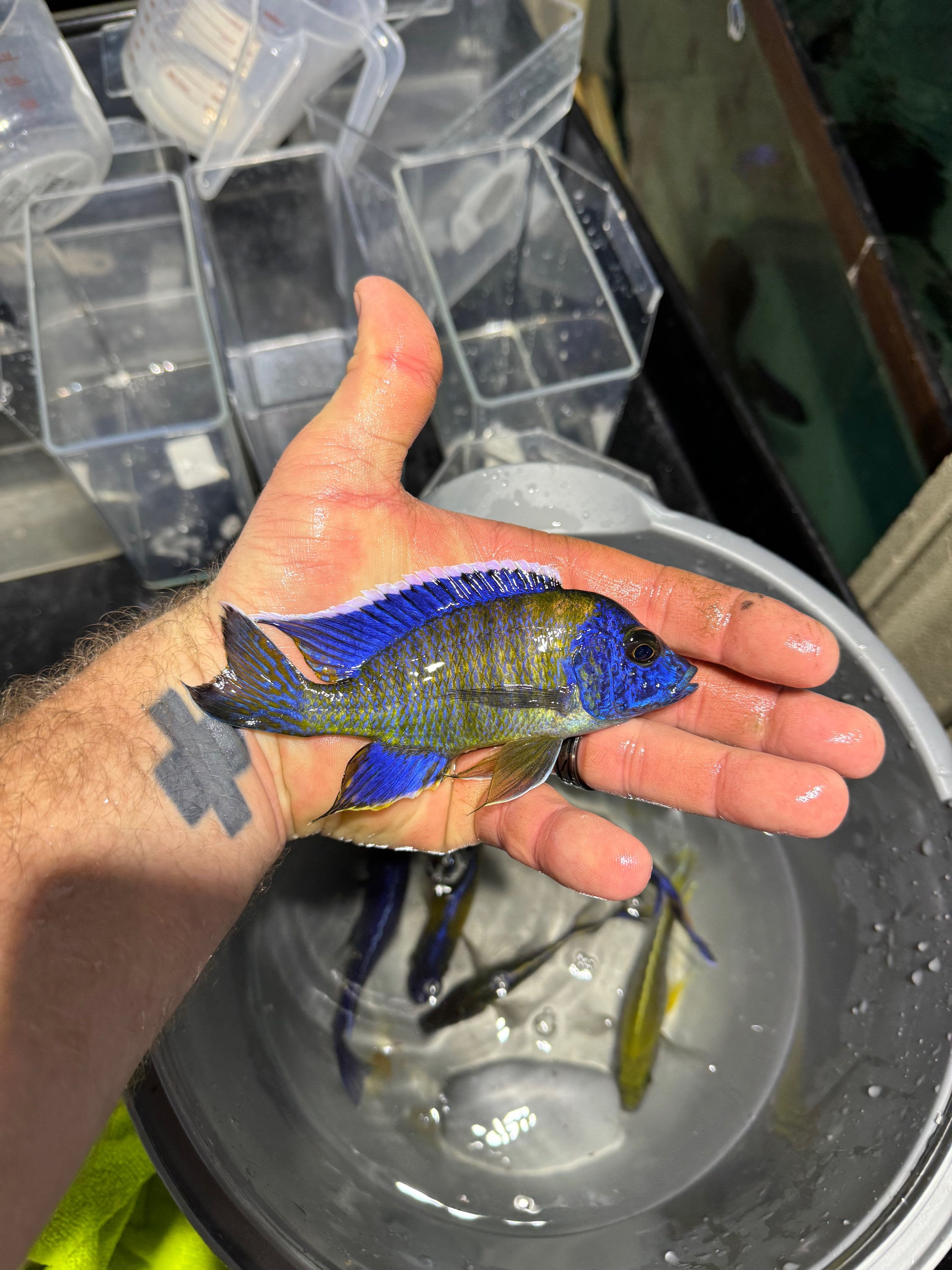 Blue neon 5”+