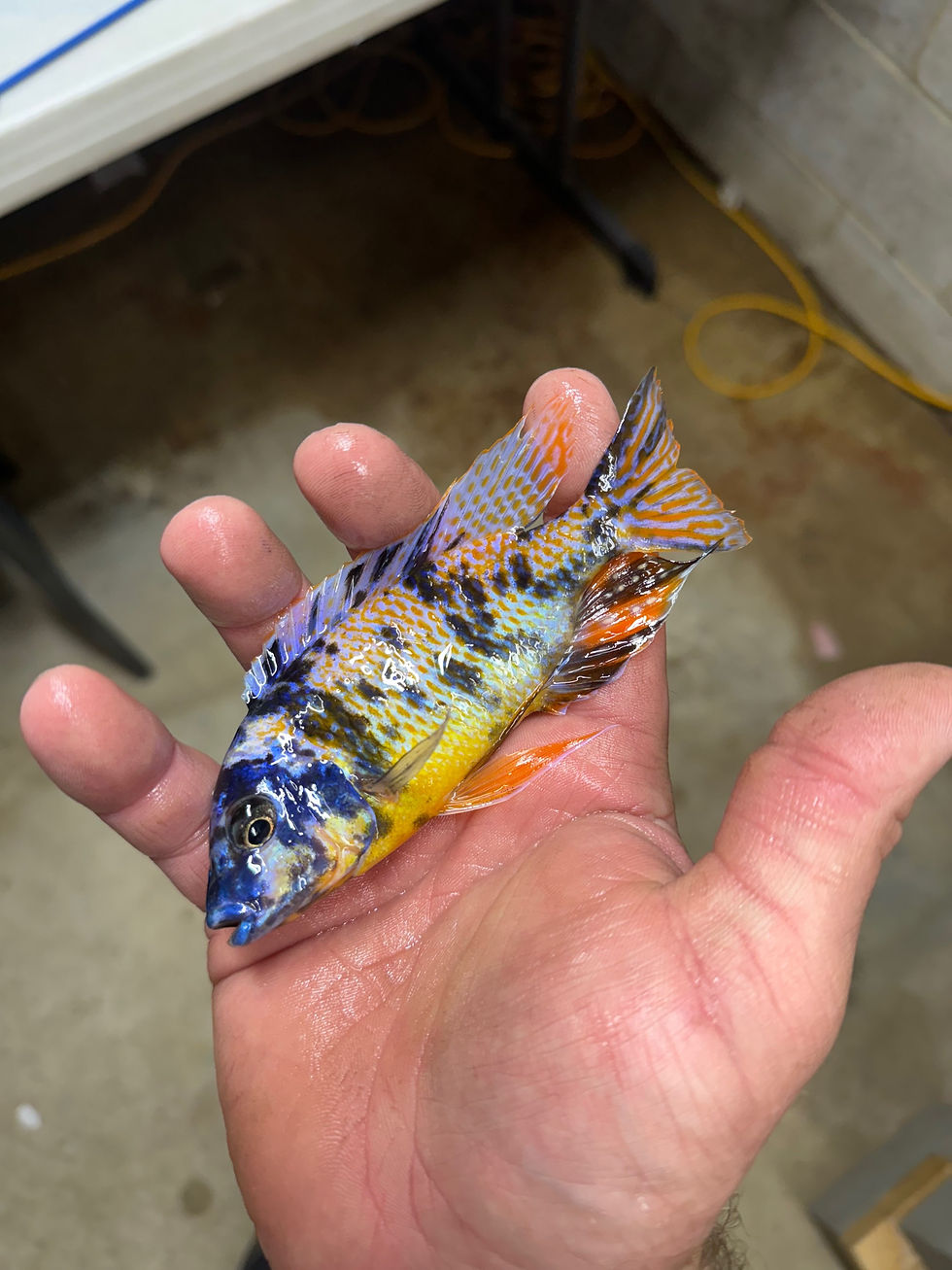 Thumbnail: OB tangerine tigers 5-6”