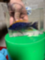Thumbnail: Z-Rocks 