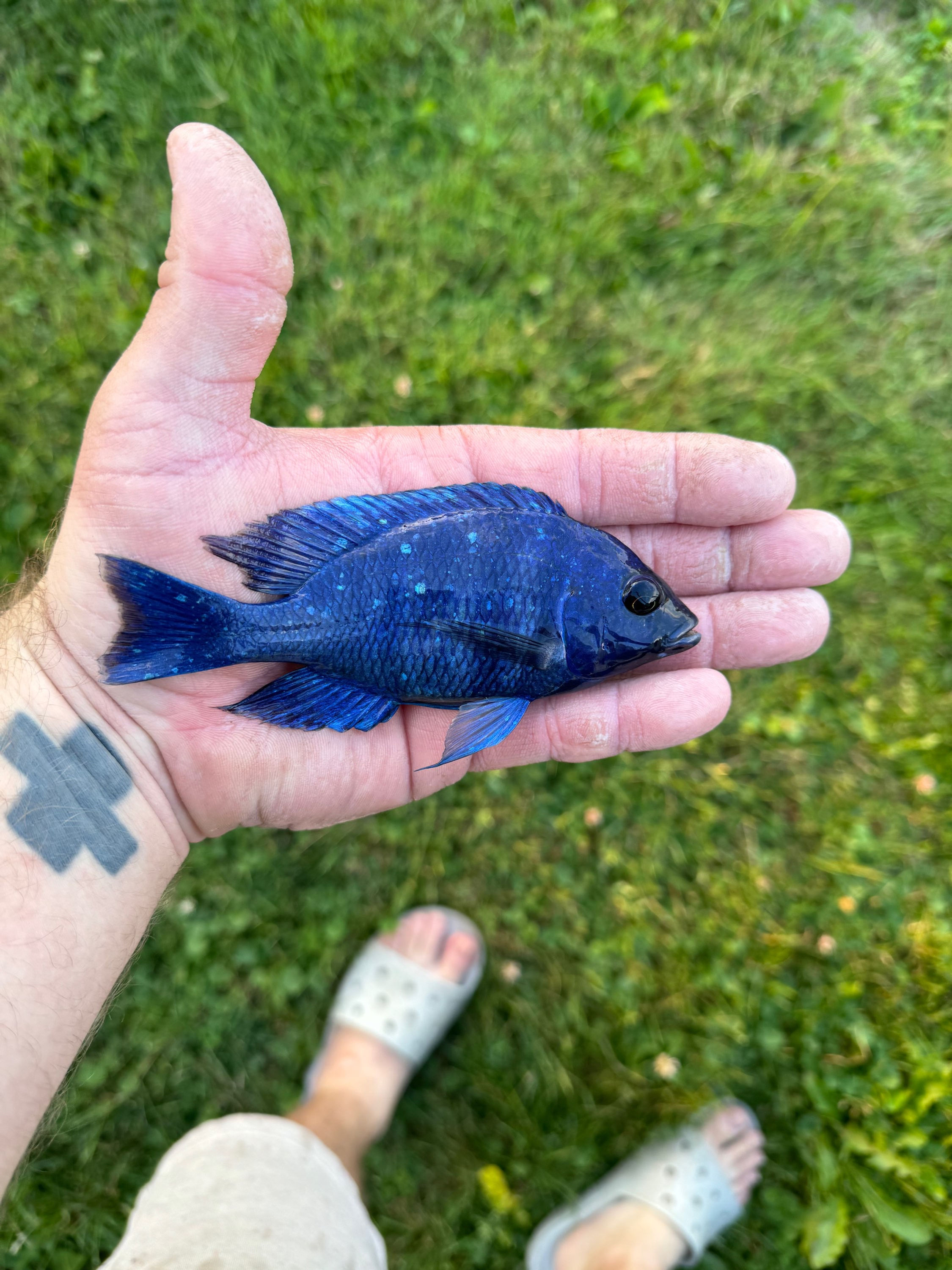 Star sapphire 4-5” 