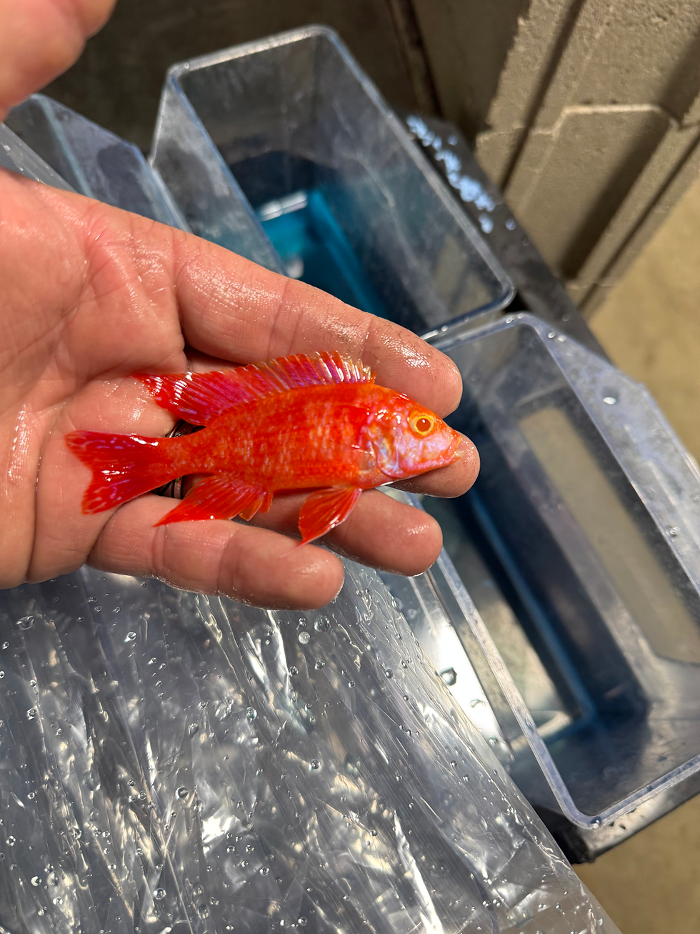 Thumbnail: Uncle Wuddy Thailand Import Pink Albino OB 3.5-4”