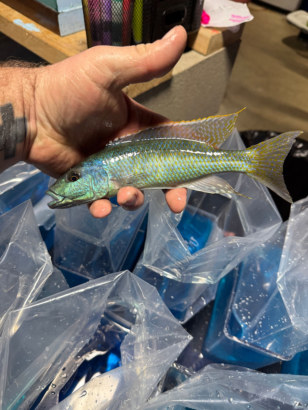 Thumbnail: Malawi  Trout 3.75-4” Unsexed 