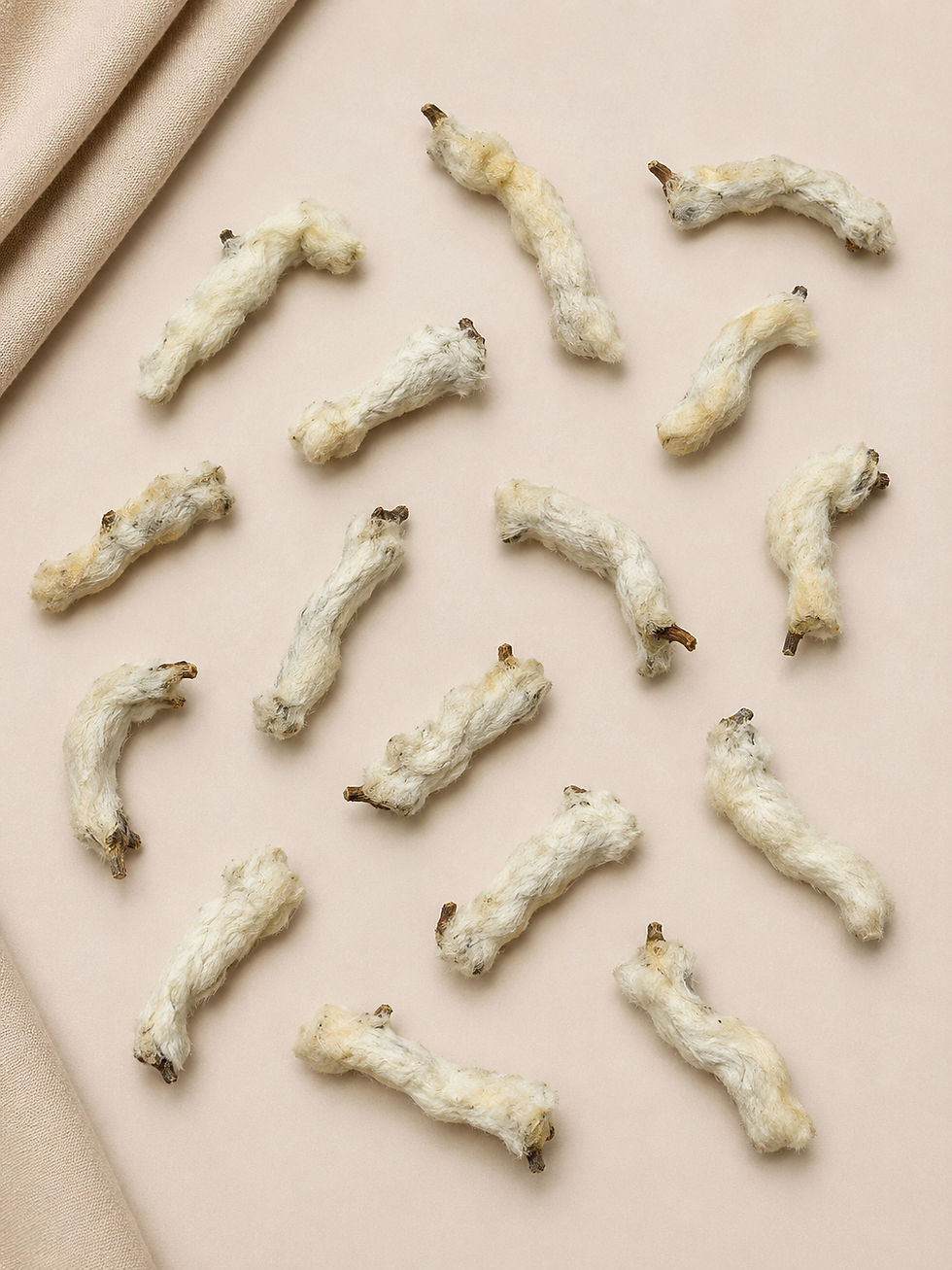 Thumbnail: Rabbit Foot