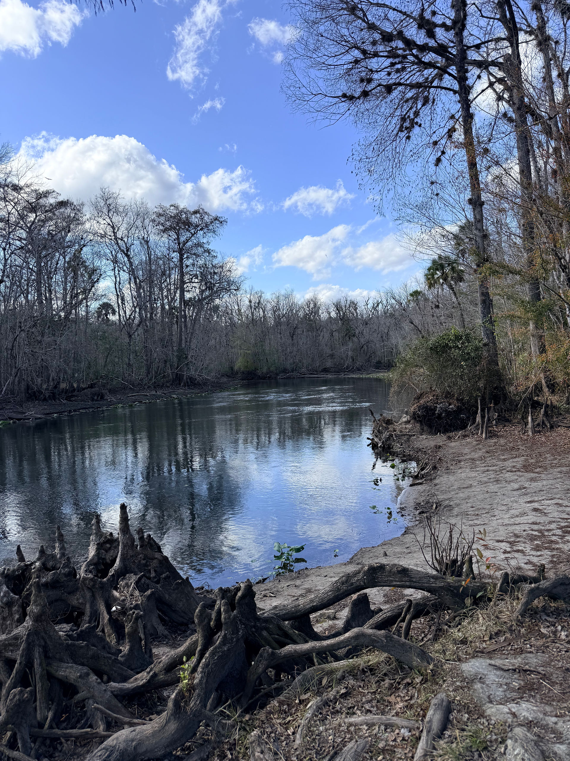 Cypress and Sandy Shores