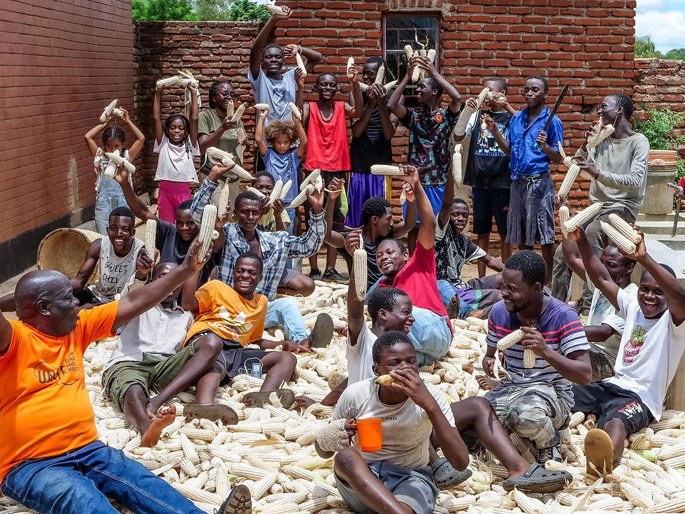 2024 Maize Harvest from the farm