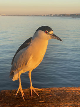 IMG_3779 (1).jpeg