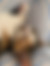 sahiplendirme için kedi ilanlari gösteren ikinci küçük fotoğraf