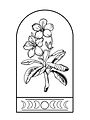 Hana Rose Logo with Moon.jpg