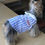 サムネイル： 春夏新作 小型犬服★超可愛いペット服★犬服★猫服★犬用★ペット用品★ネコ雑貨