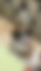 dördüncü kedi sahiplendirme resminin ilanları arasındaki yeri