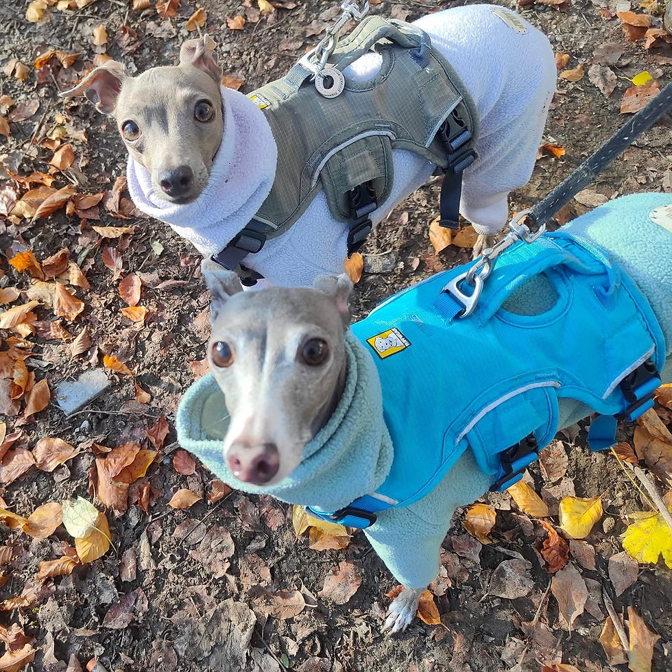 Two dogs in harnesses for dog walking services.