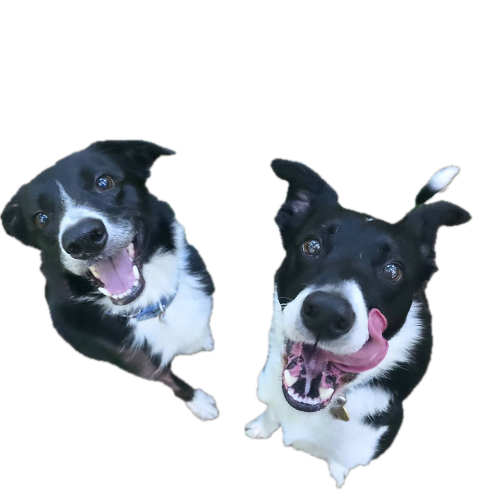 Two happy dogs in dog day care and dog walking services.