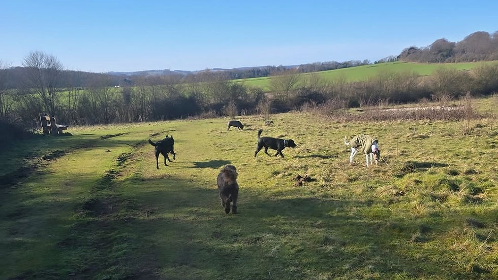 Several dogs running in a field at a dog day care.