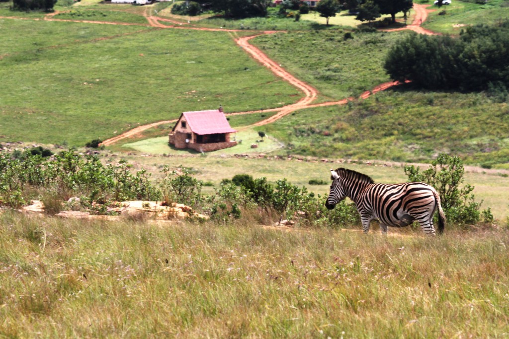 Guinea Fowl Cottage Highland Giants Estate Dullstroom